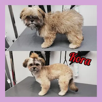 PsiMobil w salonie - psi fryzjer Białystok